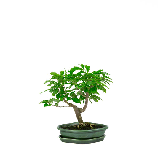 Bougainvillea glabra, Höhe ~28cm