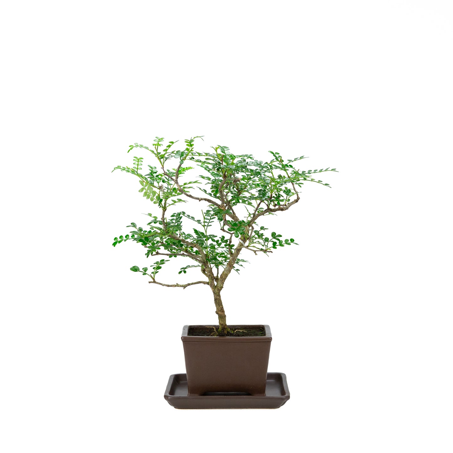 Zanthoxylum piperitum (Pfefferbaum), Höhe ca. 37 cm