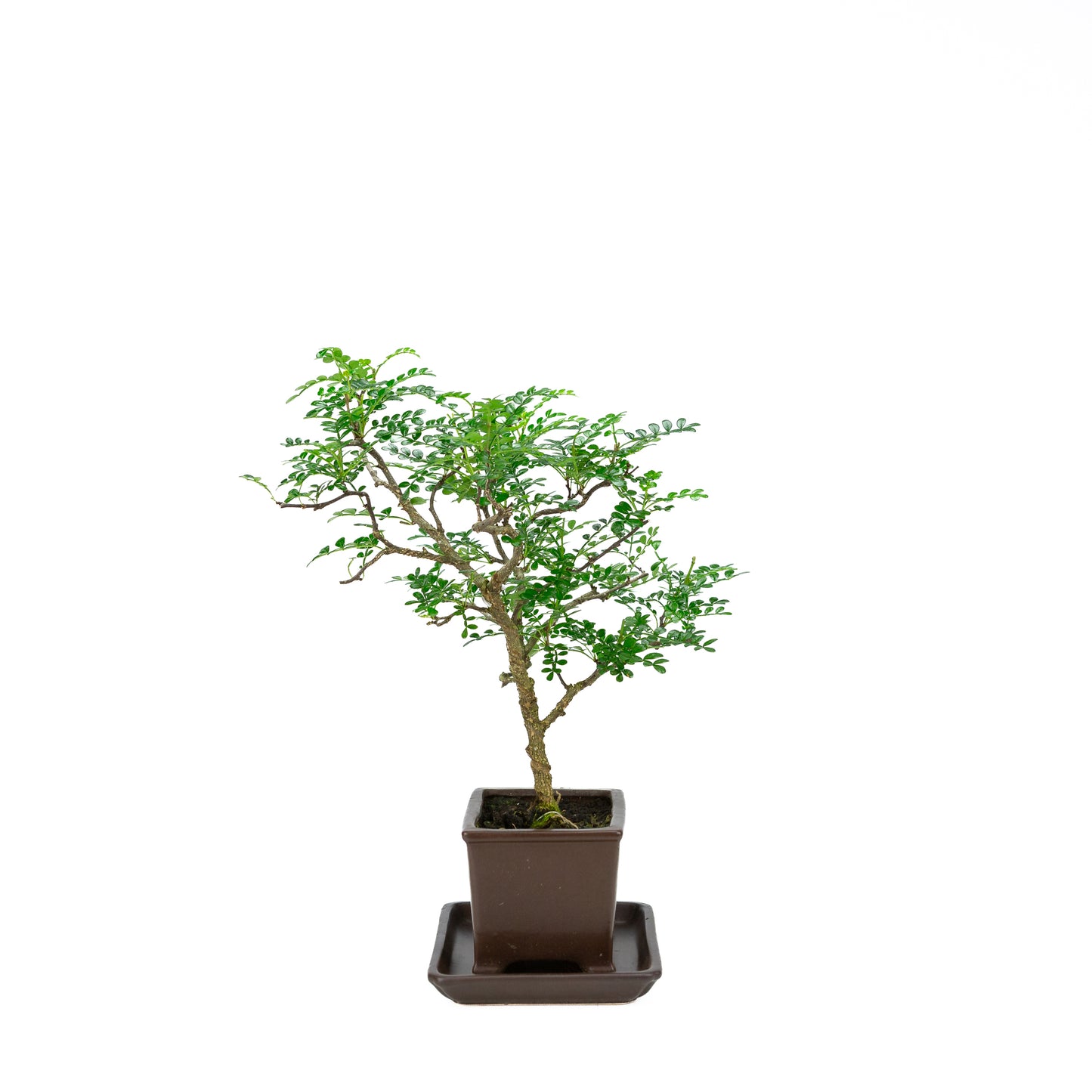 Zanthoxylum piperitum (Pfefferbaum), Höhe ca. 37 cm