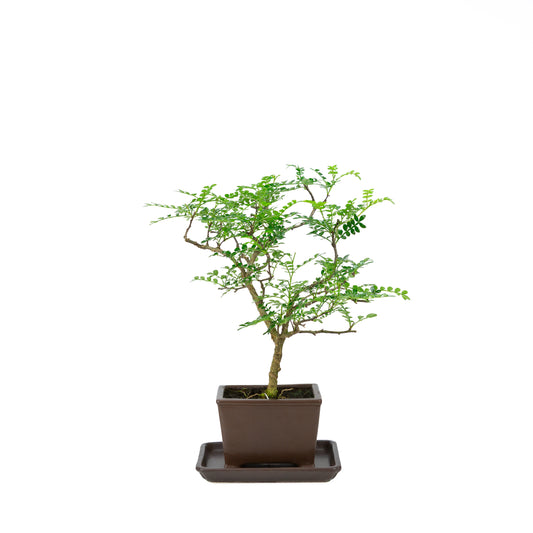 Zanthoxylum piperitum (Pfefferbaum), Höhe ca. 37 cm