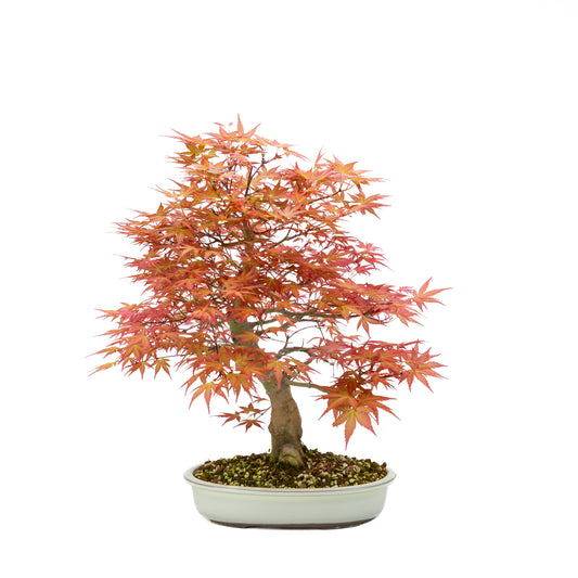 Acer palmatum 'Benichidori' (Japanischer Ahorn), Höhe ~38cm