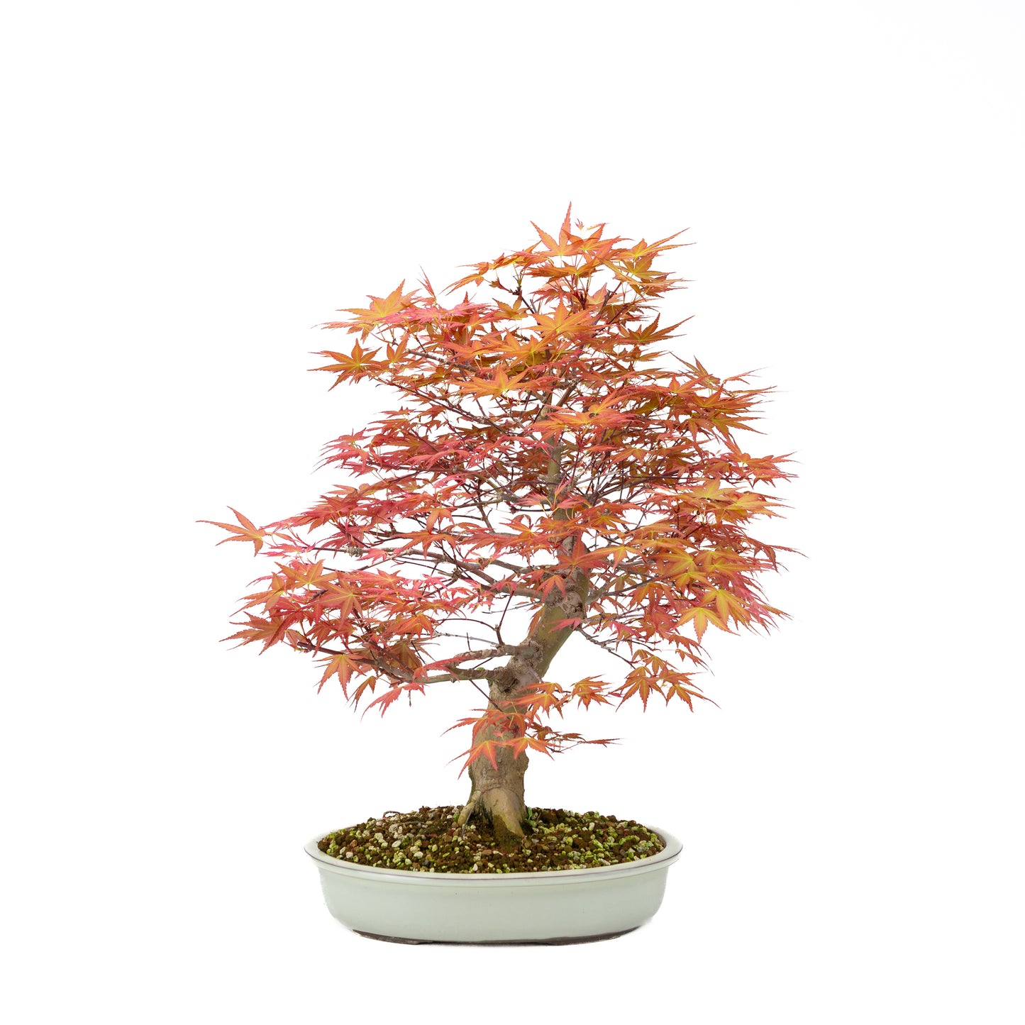 Acer palmatum 'Benichidori' (Japanischer Ahorn), Höhe ~38cm