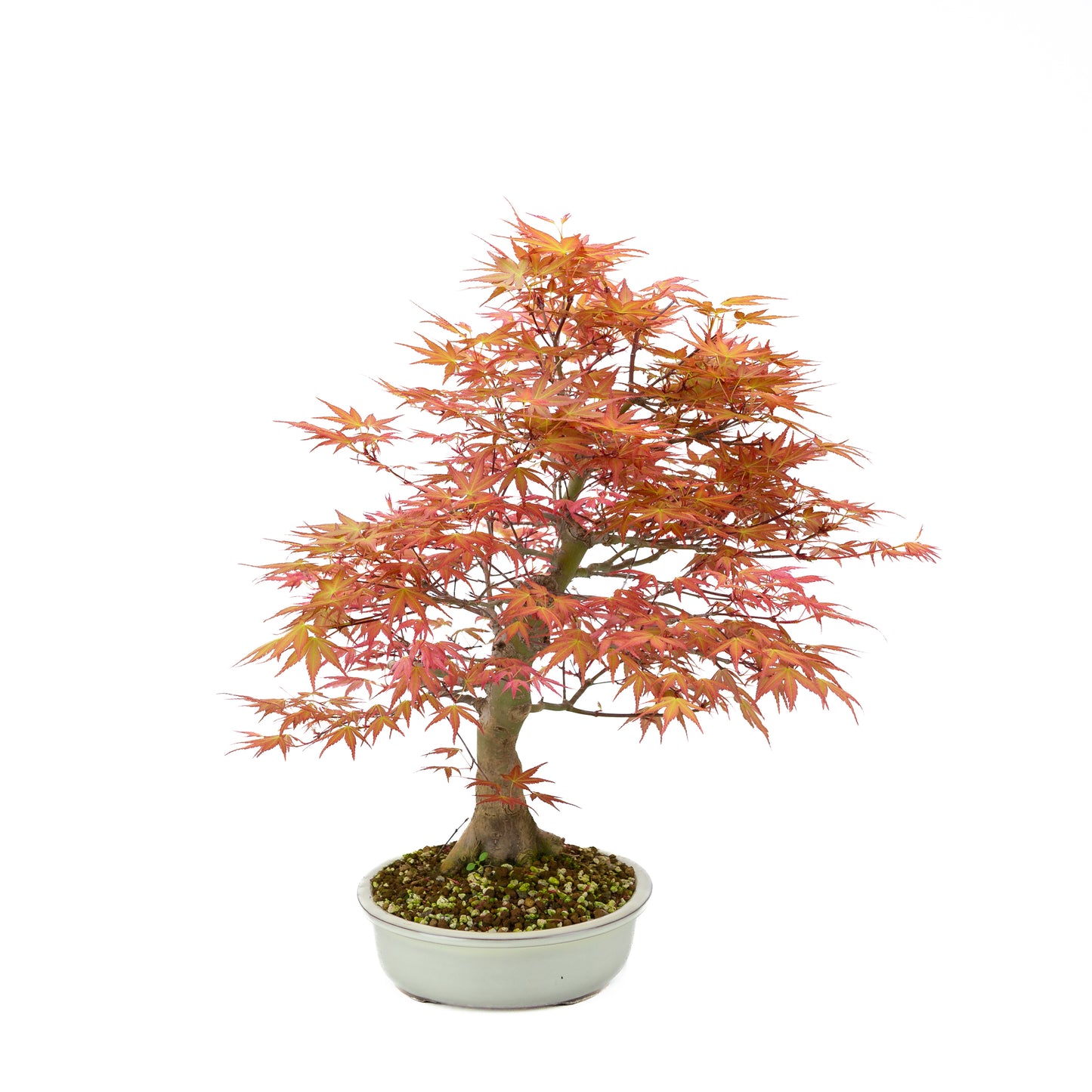 Acer palmatum 'Benichidori' (Japanischer Ahorn), Höhe ~38cm
