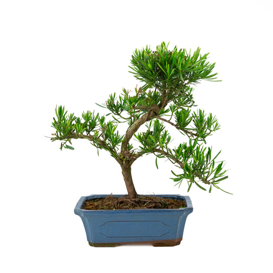 Podocarpus macrophylla, blaue Schale, 30 cm Durchmesser, Höhe ca. 45 cm