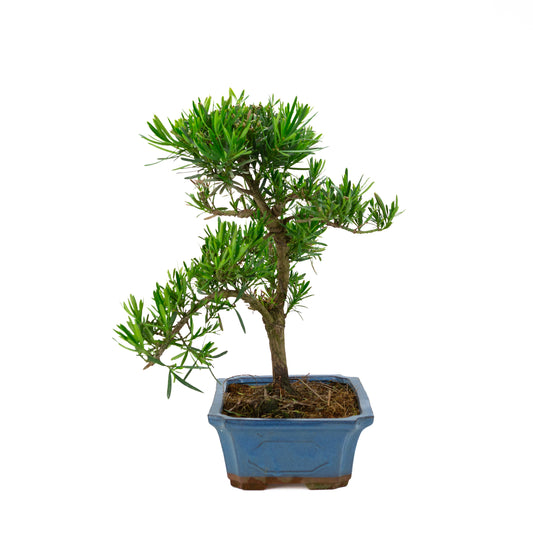 Podocarpus macrophylla, blaue Schale, 30 cm Durchmesser, Höhe ca. 45 cm