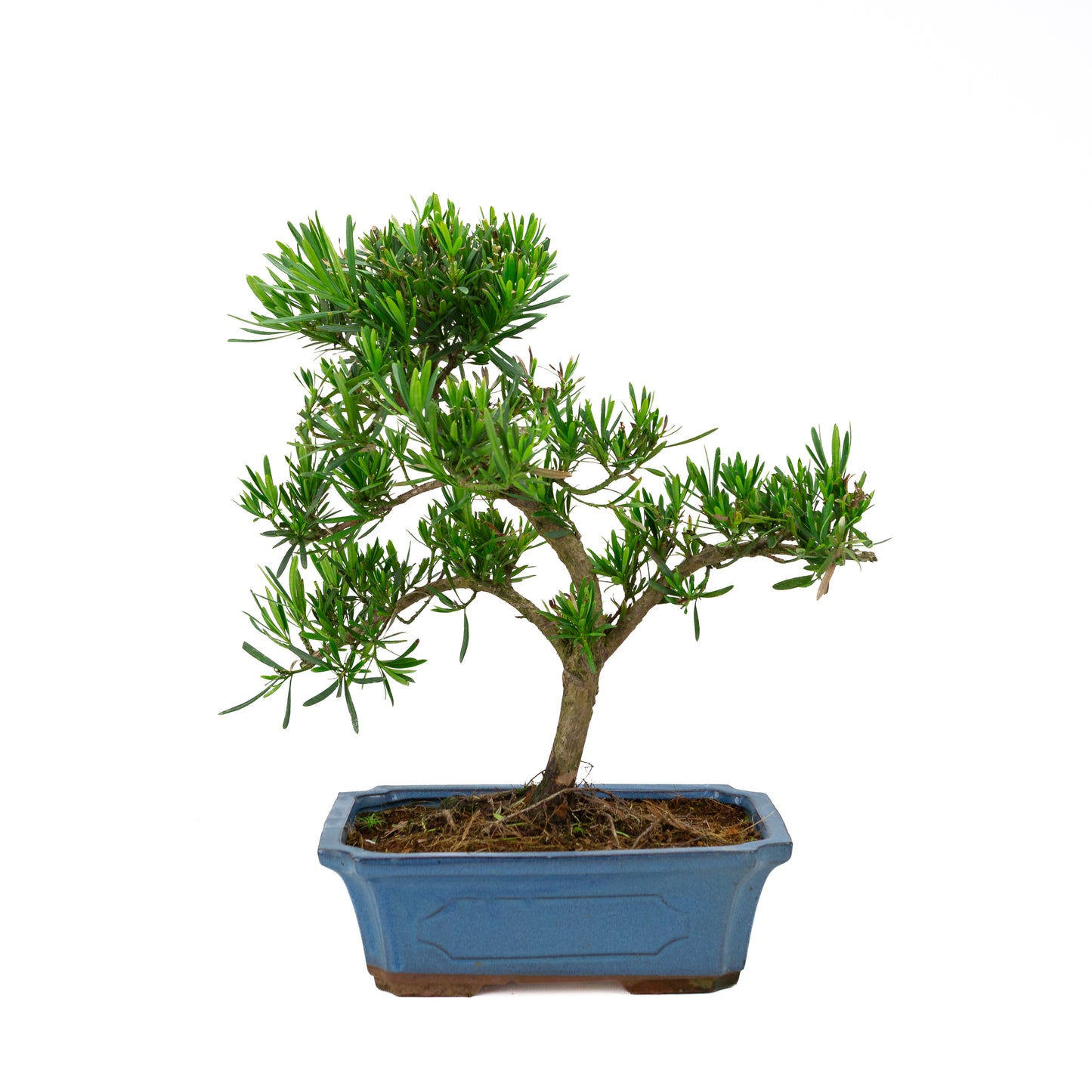Podocarpus macrophylla, blaue Schale, 30 cm Durchmesser, Höhe ca. 45 cm