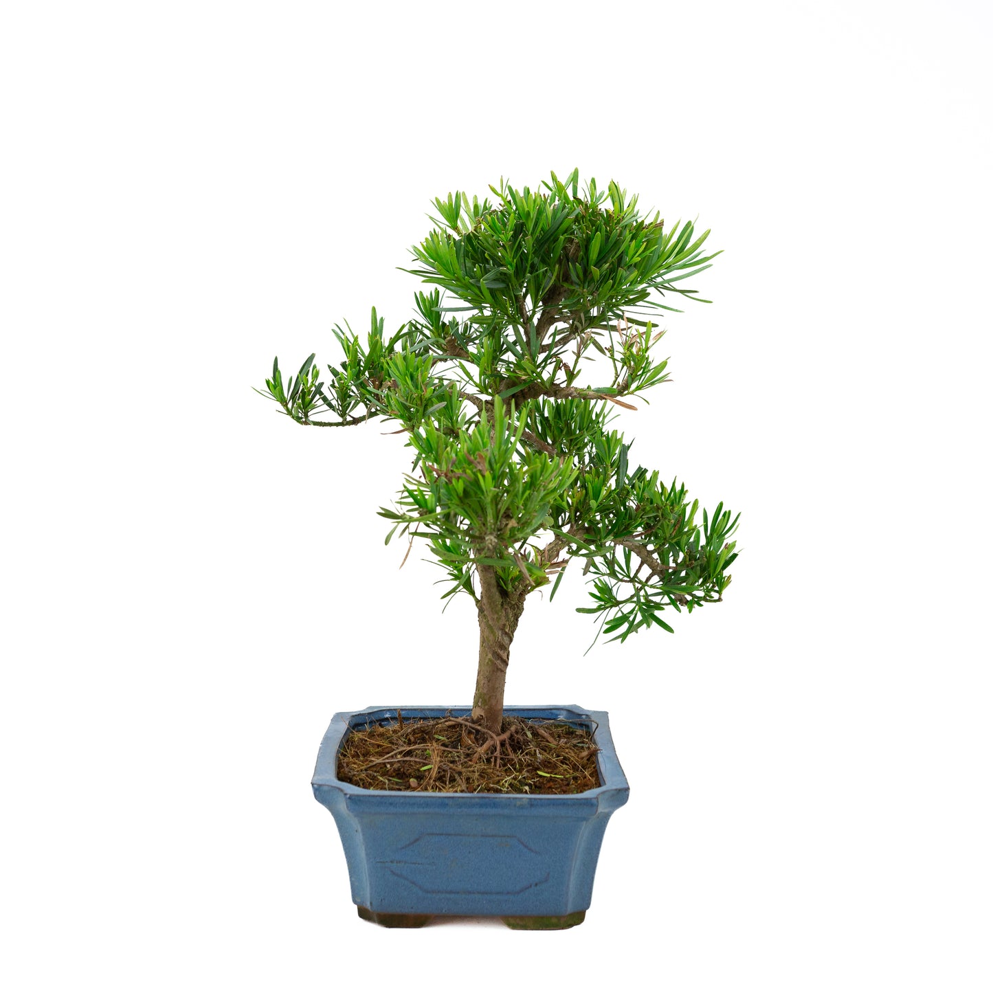 Podocarpus macrophylla, blaue Schale, 30 cm Durchmesser, Höhe ca. 45 cm