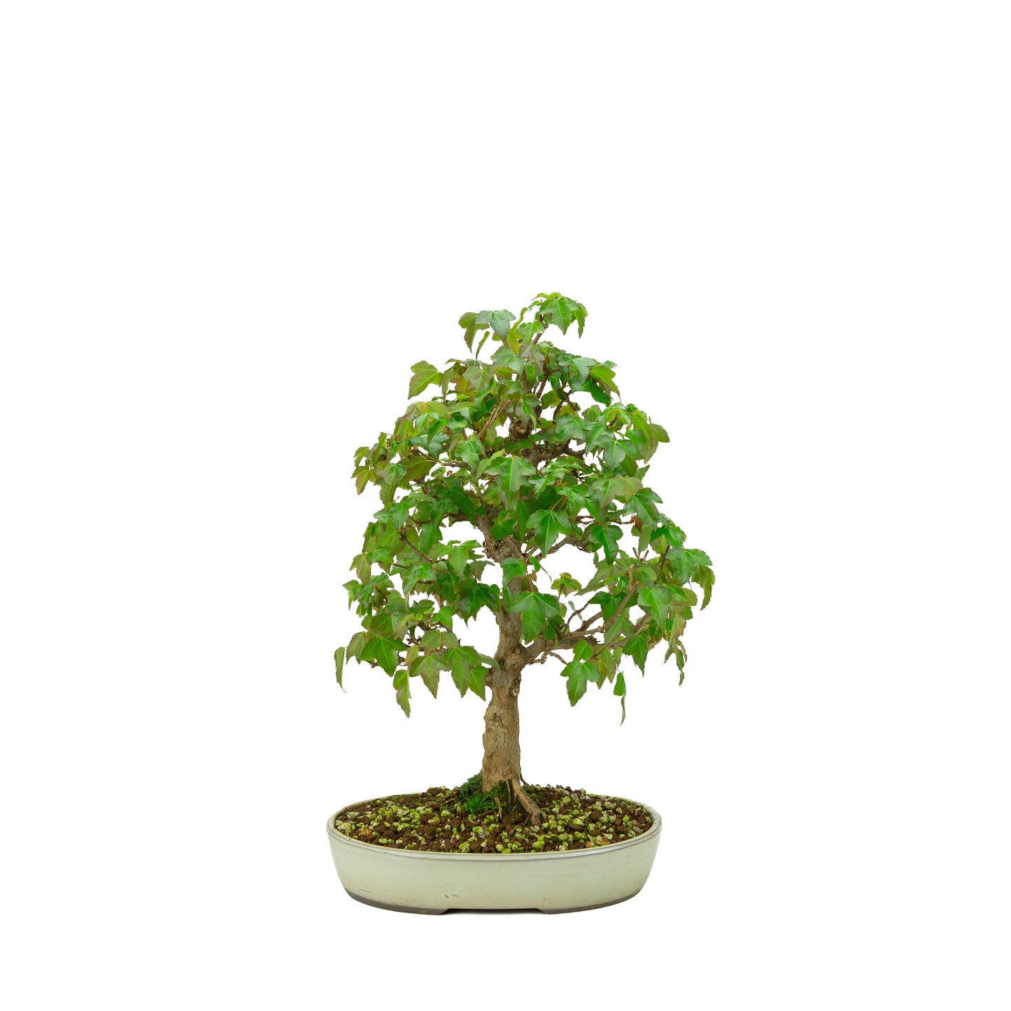 Outdoor-Bonsai Acer buergerianum cremefarbener ovaler Schale 25 cm, Höhe ~36 cm