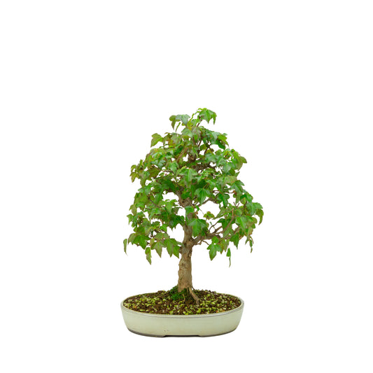 Outdoor-Bonsai Acer buergerianum cremefarbener ovaler Schale 25 cm, Höhe ~36 cm