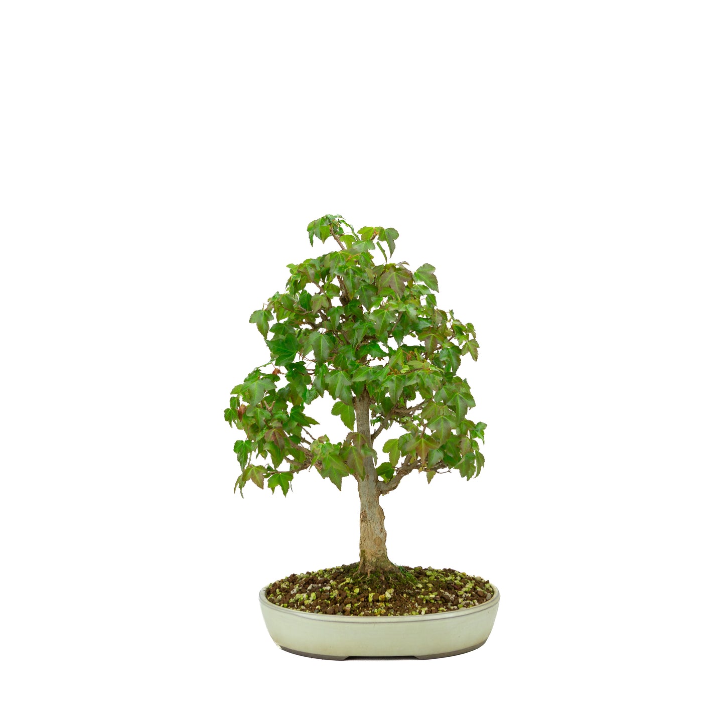 Outdoor-Bonsai Acer buergerianum cremefarbener ovaler Schale 25 cm, Höhe ~36 cm