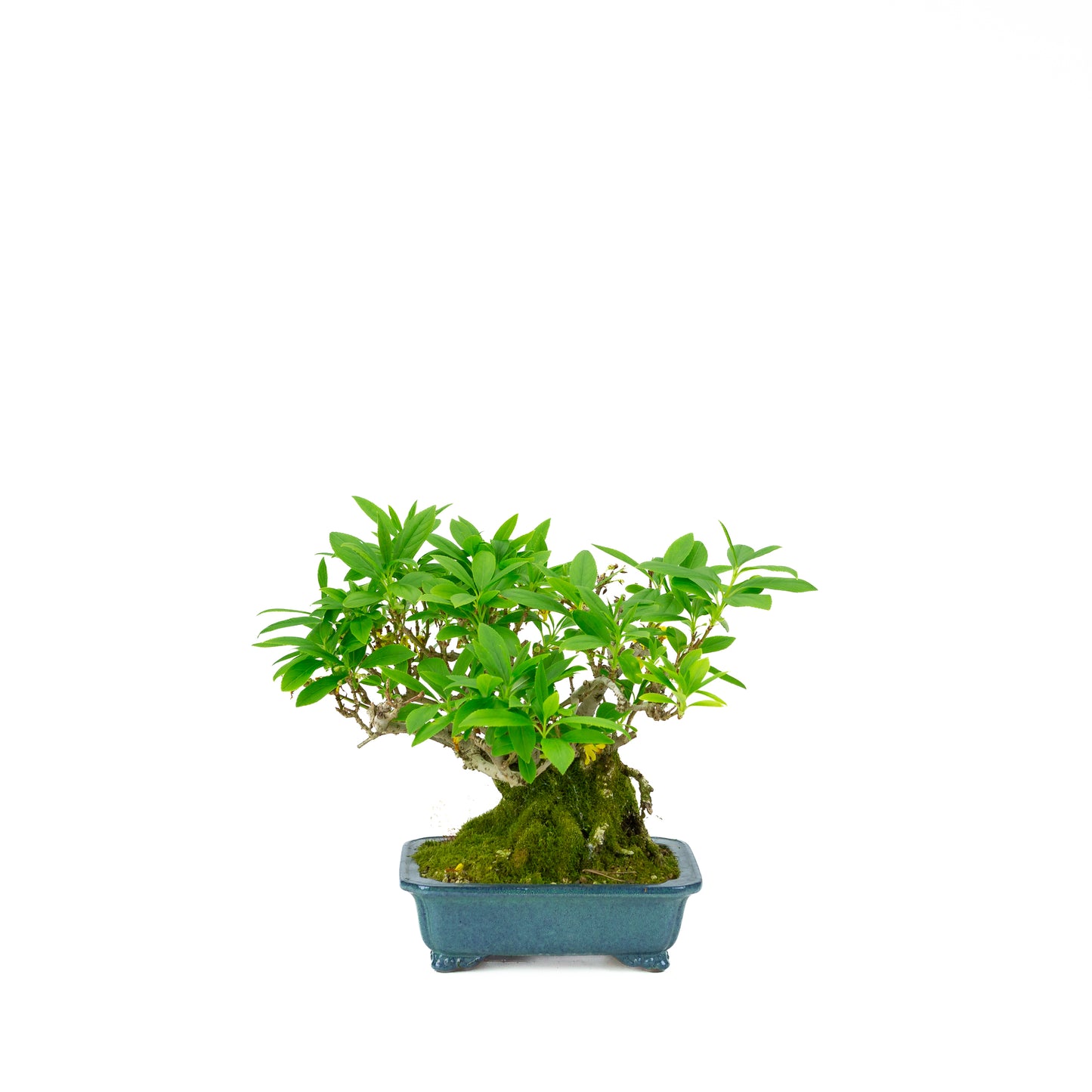 Forsythienblaue Schale, 18 cm Durchmesser, Höhe ca. 23 cm