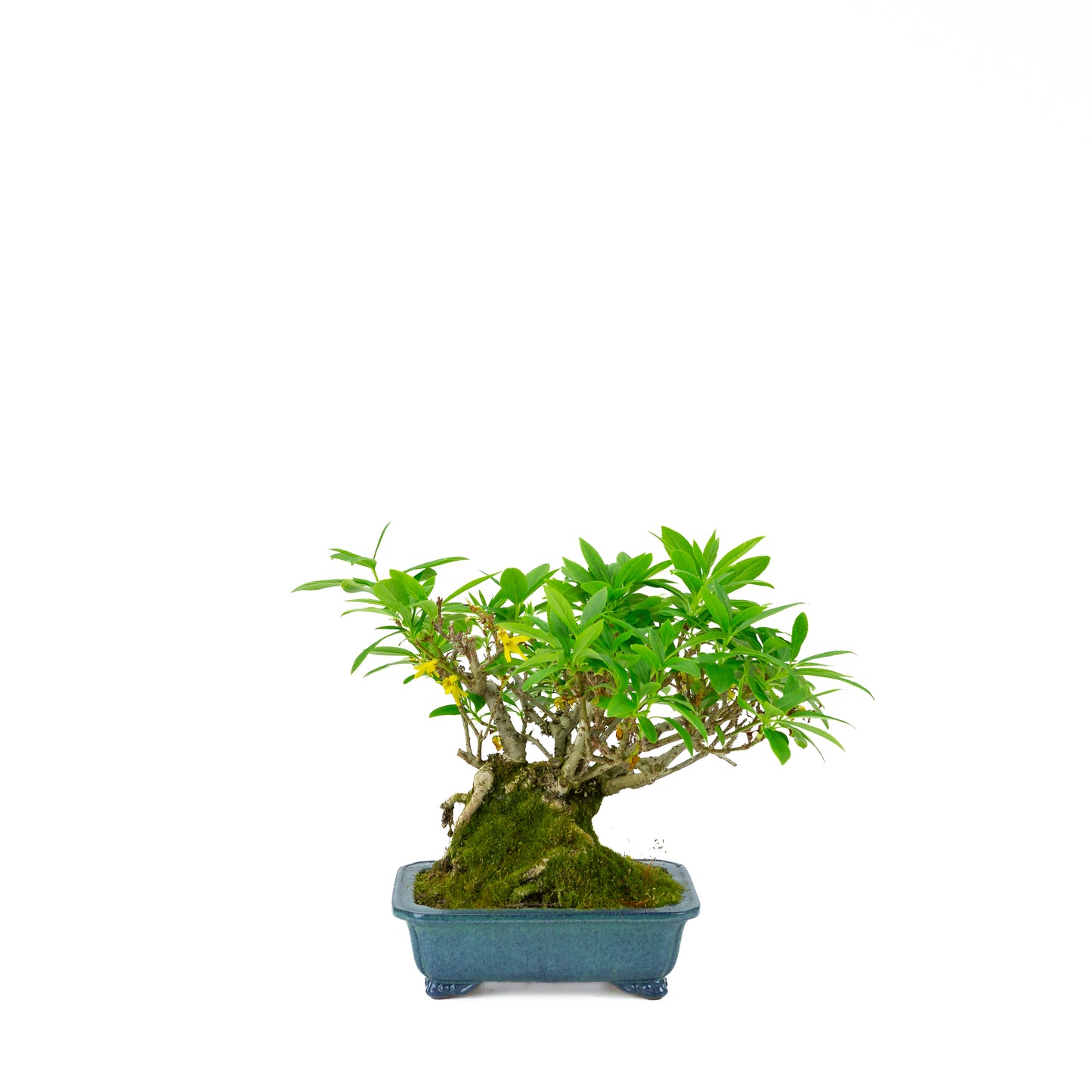 Forsythienblaue Schale, 18 cm Durchmesser, Höhe ca. 23 cm