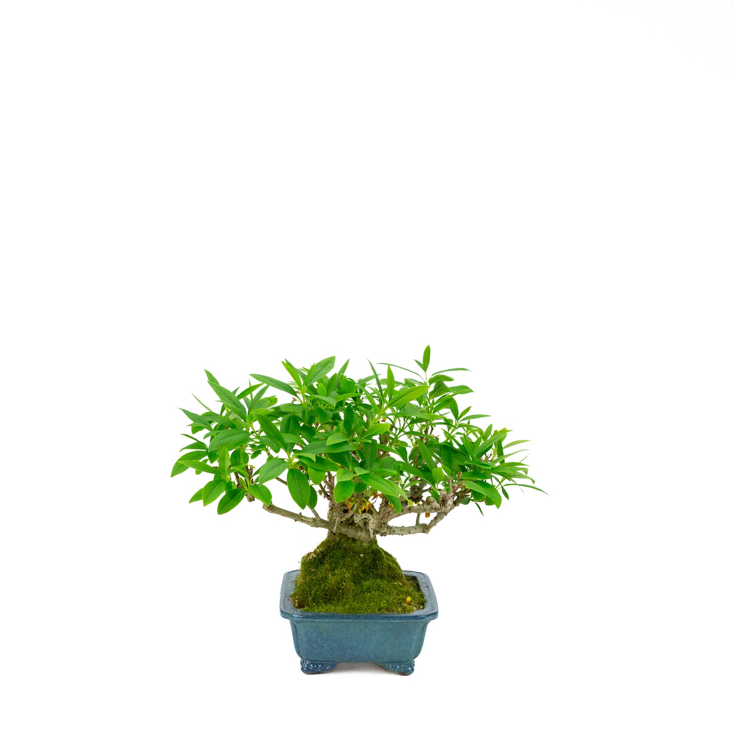 Forsythienblaue Schale, 18 cm Durchmesser, Höhe ca. 23 cm
