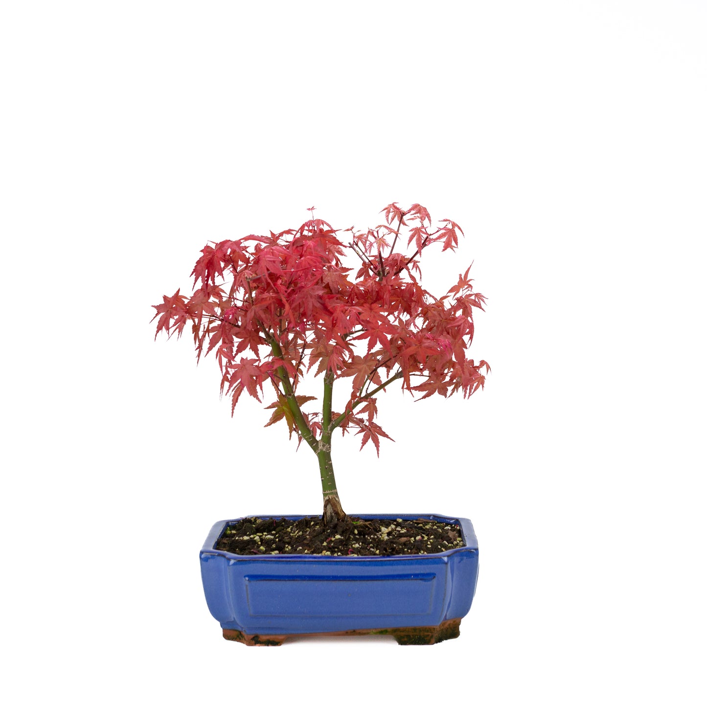Acer palmatum 'Beni Maiko'