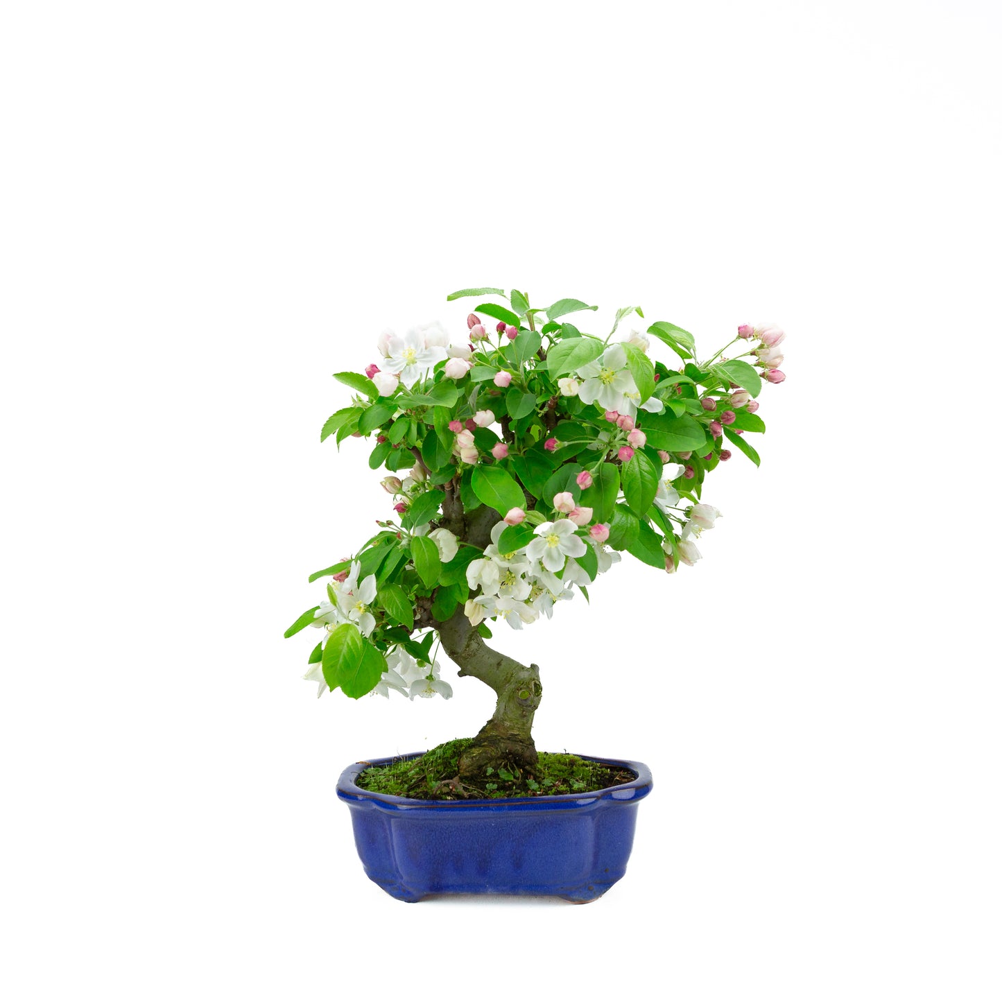 Malus halliana cremefarbener rechteckiger Schale 16 cm, Höhe ~34 cm