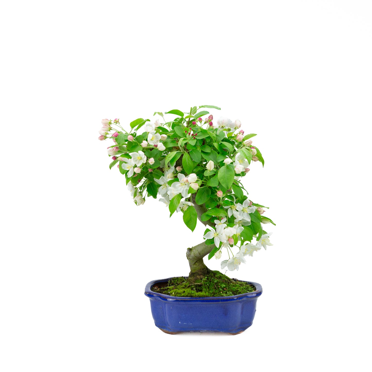 Malus halliana cremefarbener rechteckiger Schale 16 cm, Höhe ~34 cm