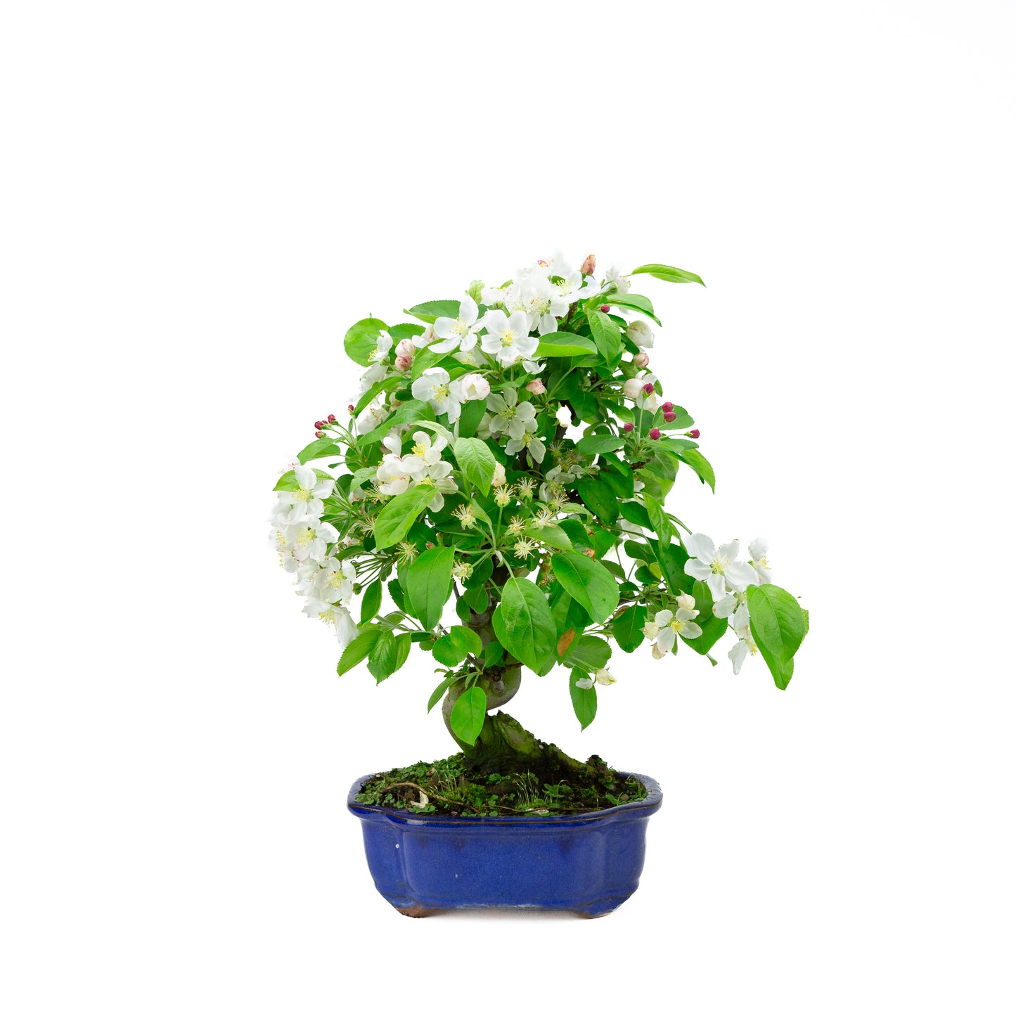 Malus halliana cremefarbener rechteckiger Schale 16 cm, Höhe ~34 cm