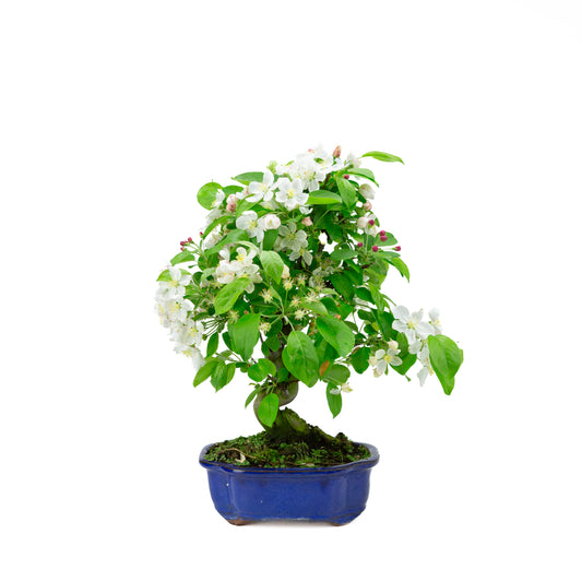 Malus halliana cremefarbener rechteckiger Schale 16 cm, Höhe ~34 cm