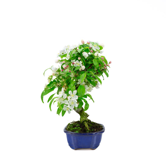 Malus halliana cremefarbener rechteckiger Schale 16 cm, Höhe ~34 cm