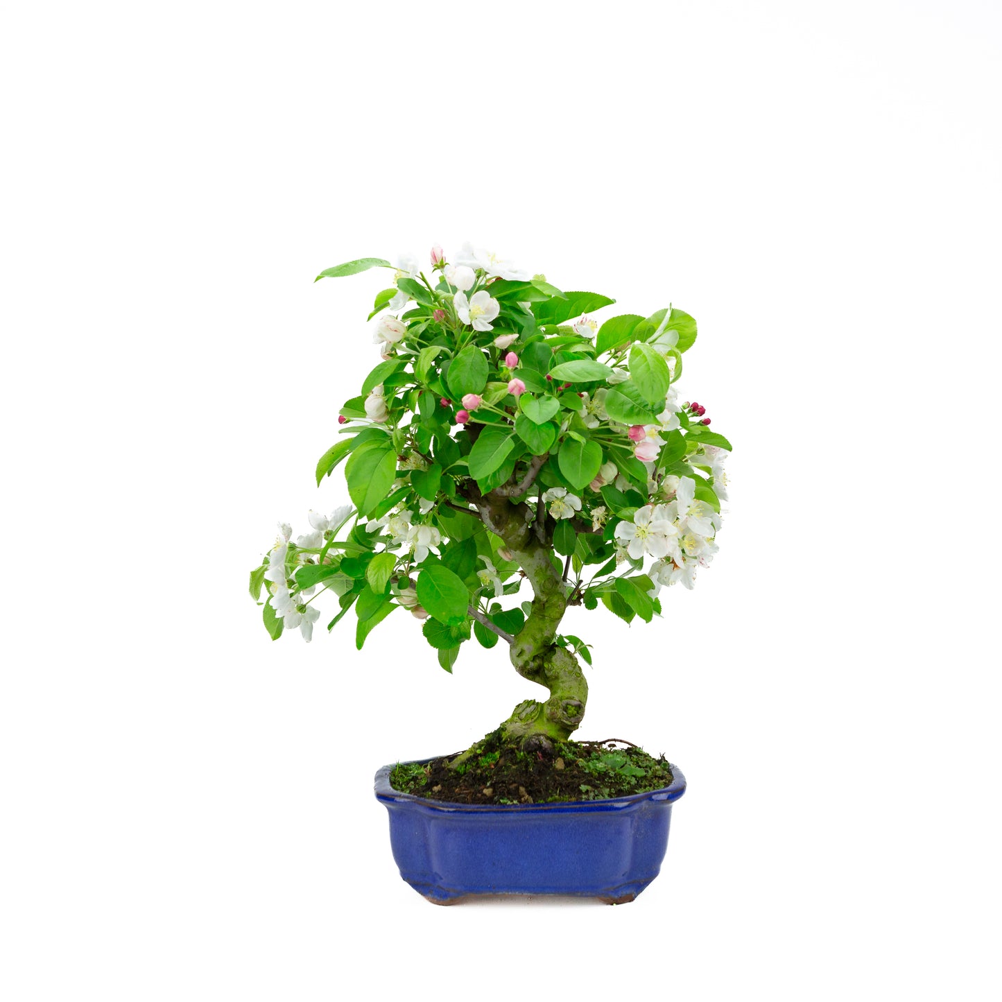Malus halliana cremefarbener rechteckiger Schale 16 cm, Höhe ~34 cm