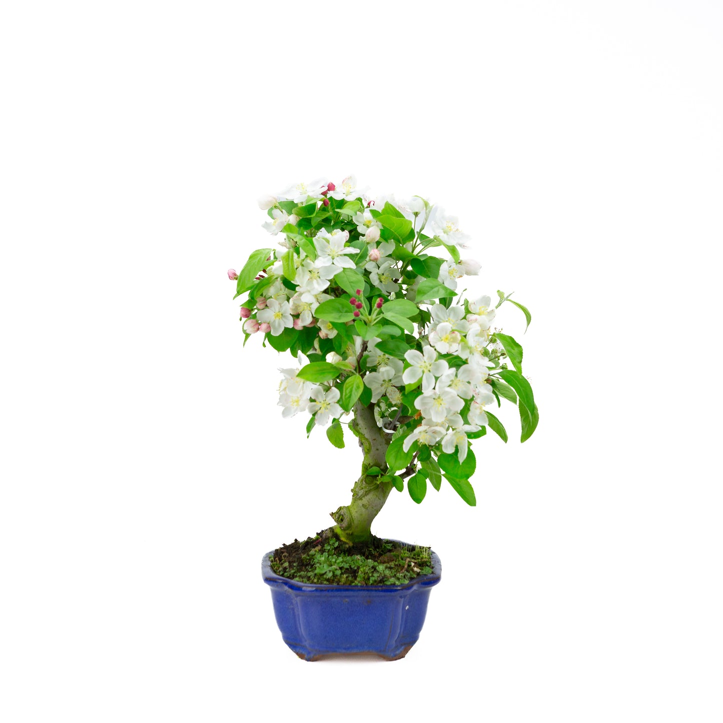 Malus halliana cremefarbener rechteckiger Schale 16 cm, Höhe ~34 cm