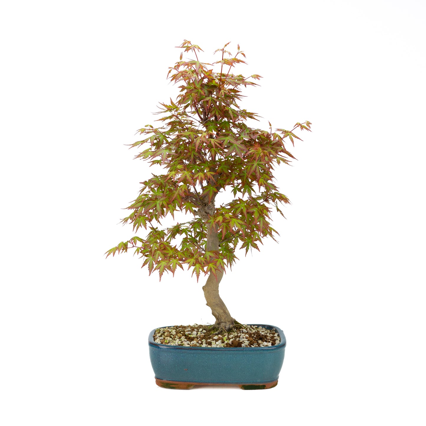 Acer palmatum (Japanischer Ahorn), Höhe ~38cm
