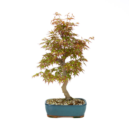 Acer palmatum (Japanischer Ahorn), Höhe ~38cm