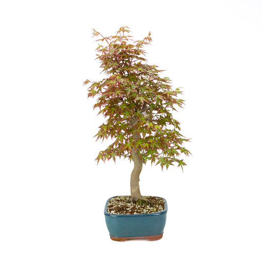 Acer palmatum (Japanischer Ahorn), Höhe ~38cm