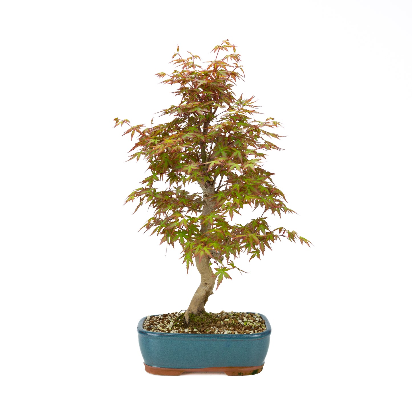 Acer palmatum (Japanischer Ahorn), Höhe ~38cm