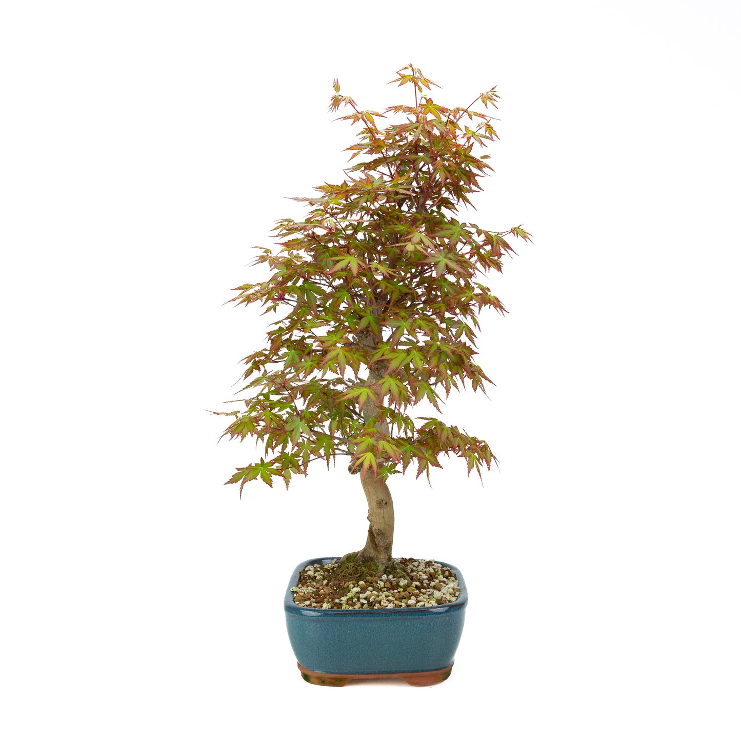 Acer palmatum (Japanischer Ahorn), Höhe ~38cm