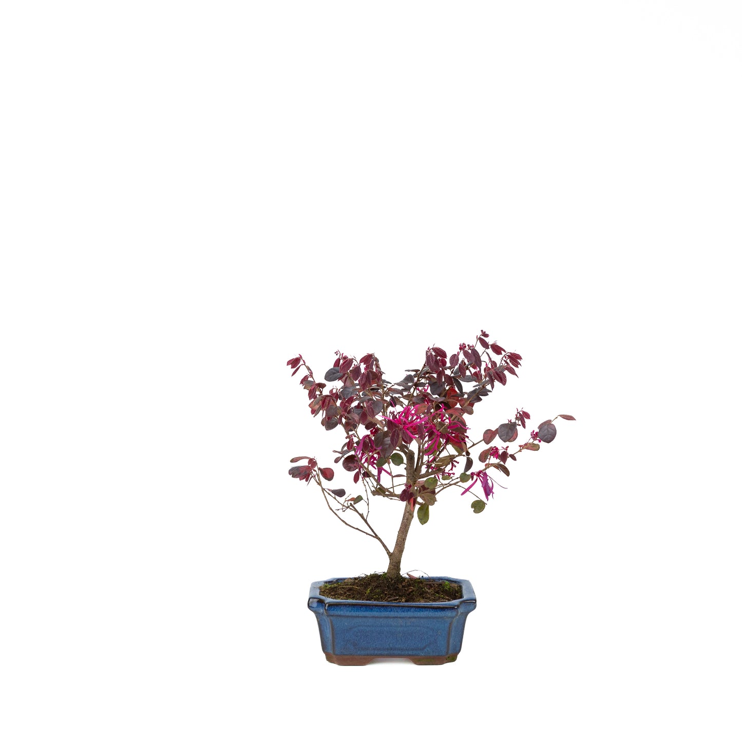 Loropetalum rubra Bonsai in einer blauen Schale, 24 cm Durchmesser, Höhe ca. 40 cm
