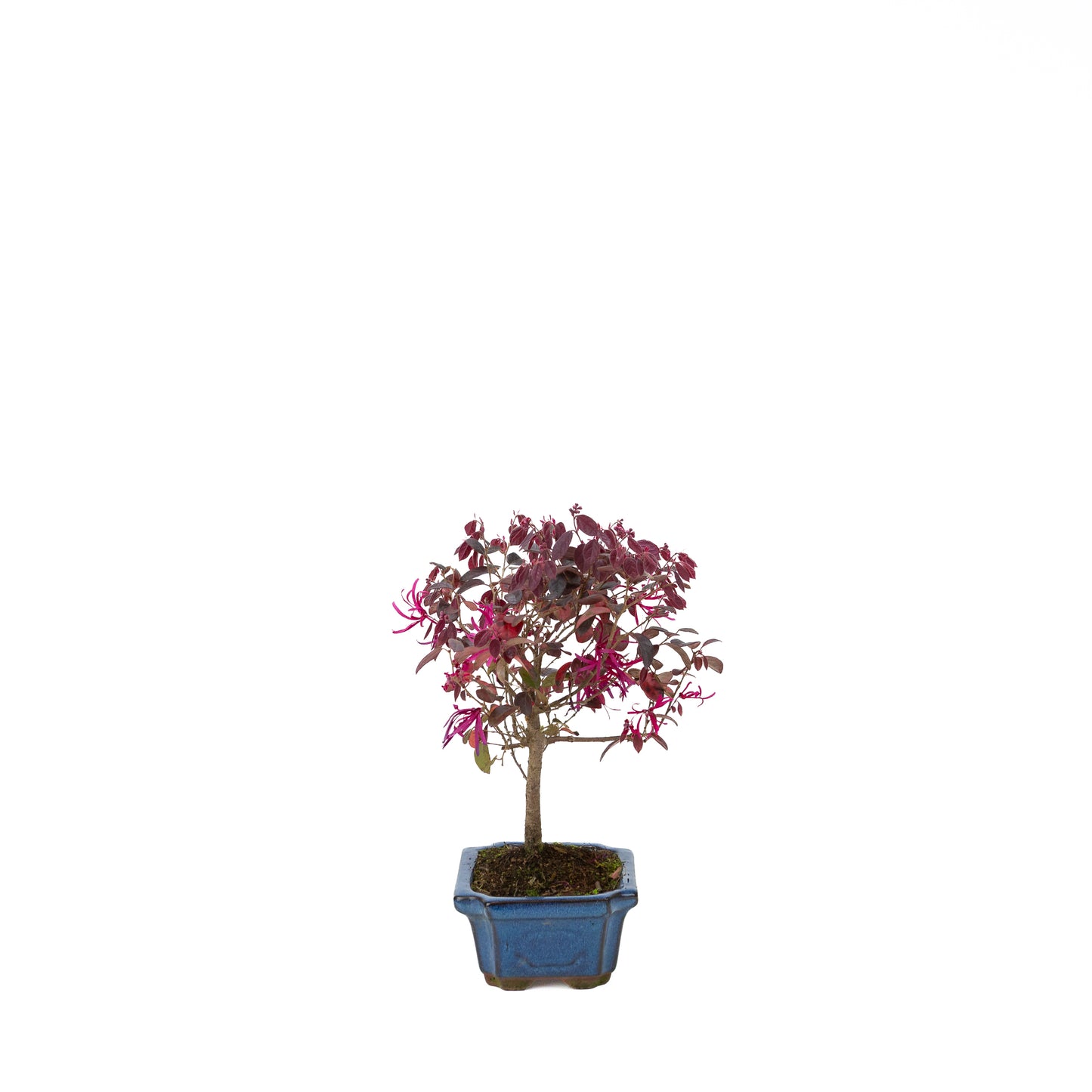Loropetalum rubra Bonsai in einer blauen Schale, 24 cm Durchmesser, Höhe ca. 40 cm