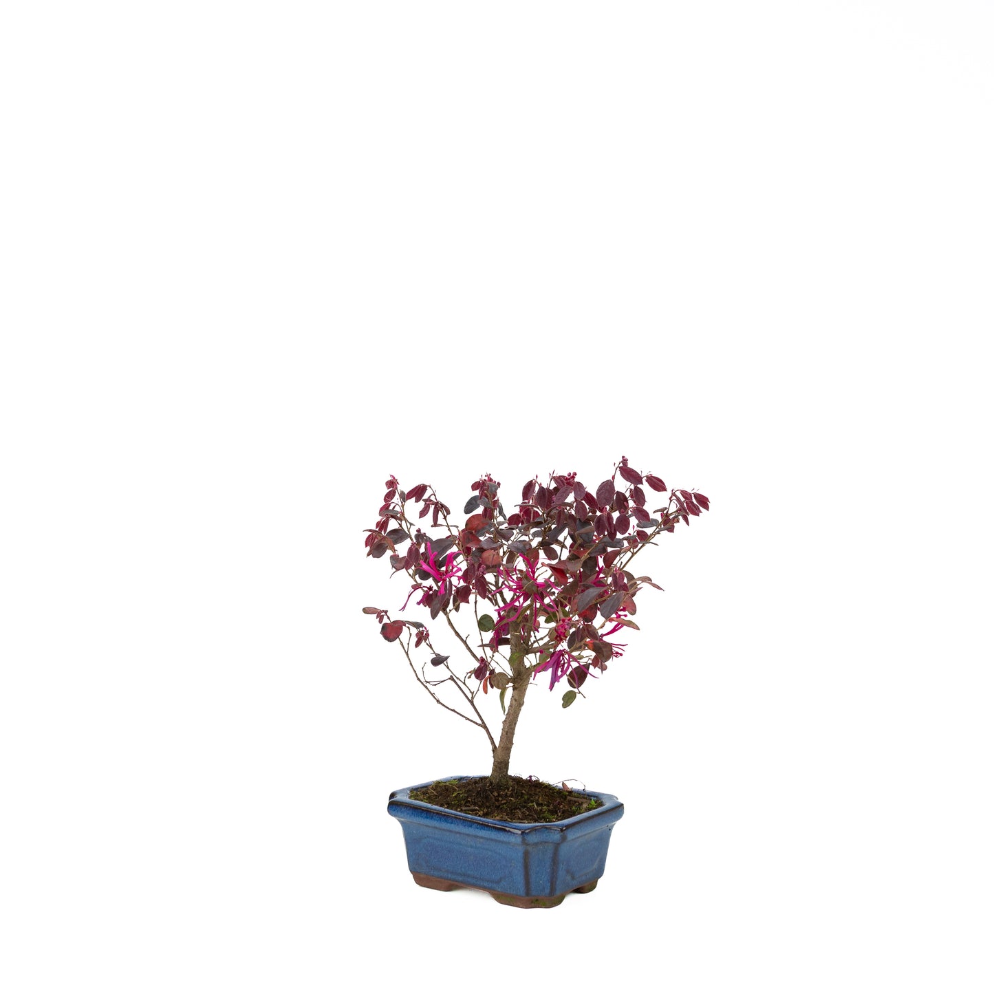 Loropetalum rubra Bonsai in einer blauen Schale, 24 cm Durchmesser, Höhe ca. 40 cm