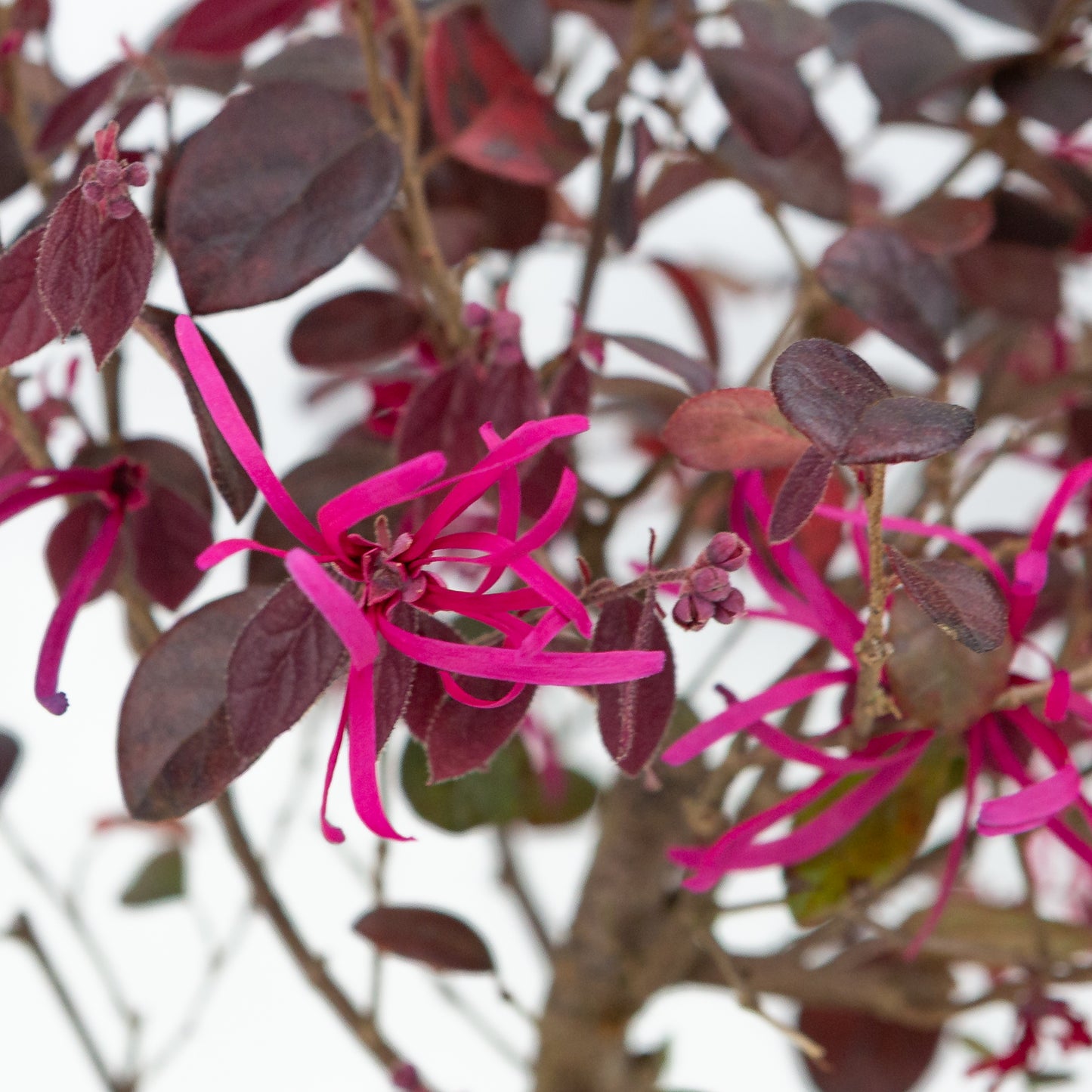 Loropetalum rubra Bonsai in einer blauen Schale, 24 cm Durchmesser, Höhe ca. 40 cm