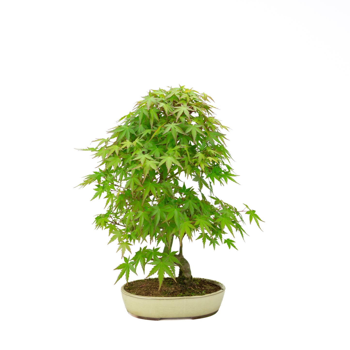 Acer palmatum cremefarbener ovaler Schale 20 cm, Höhe ~40 cm