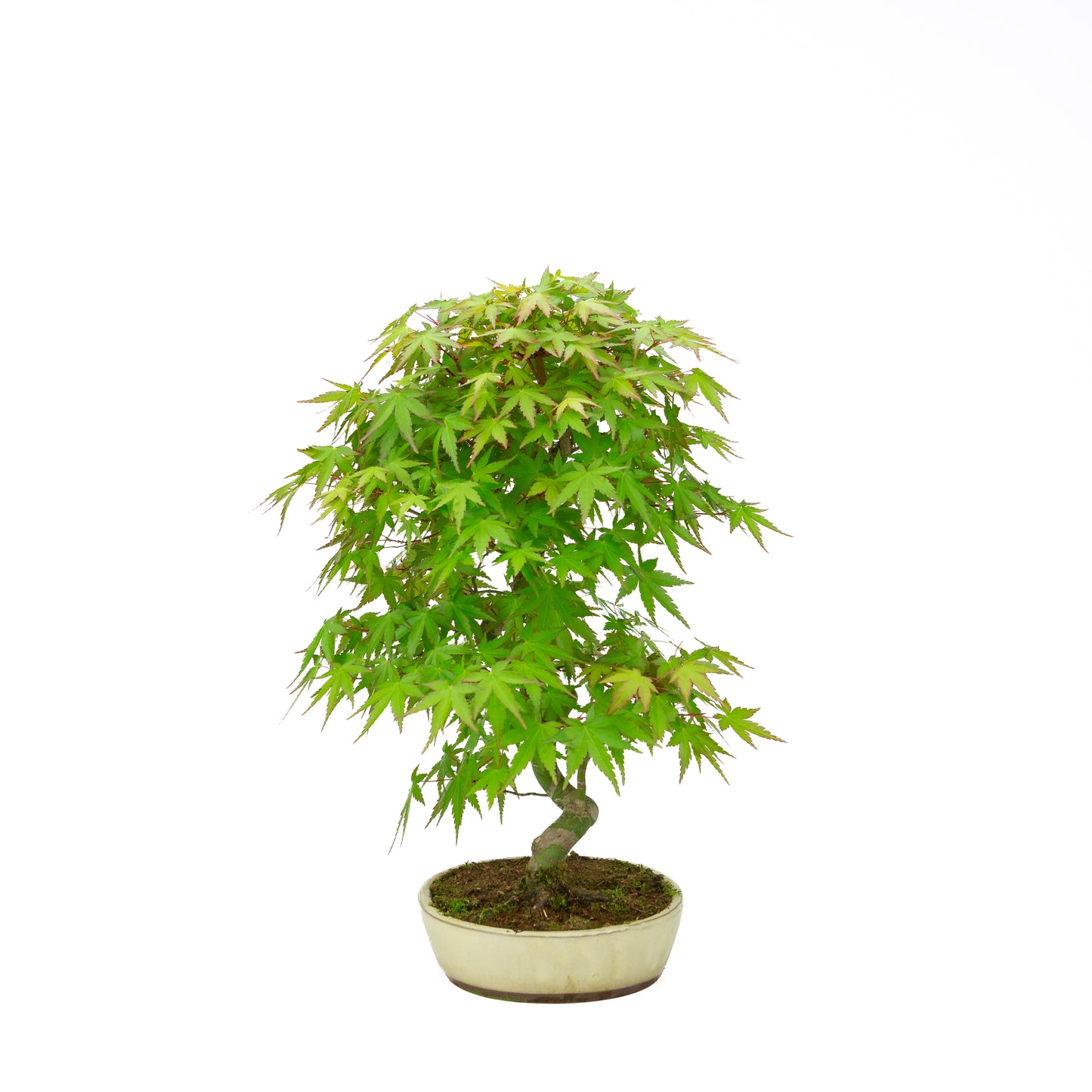 Acer palmatum cremefarbener ovaler Schale 20 cm, Höhe ~40 cm