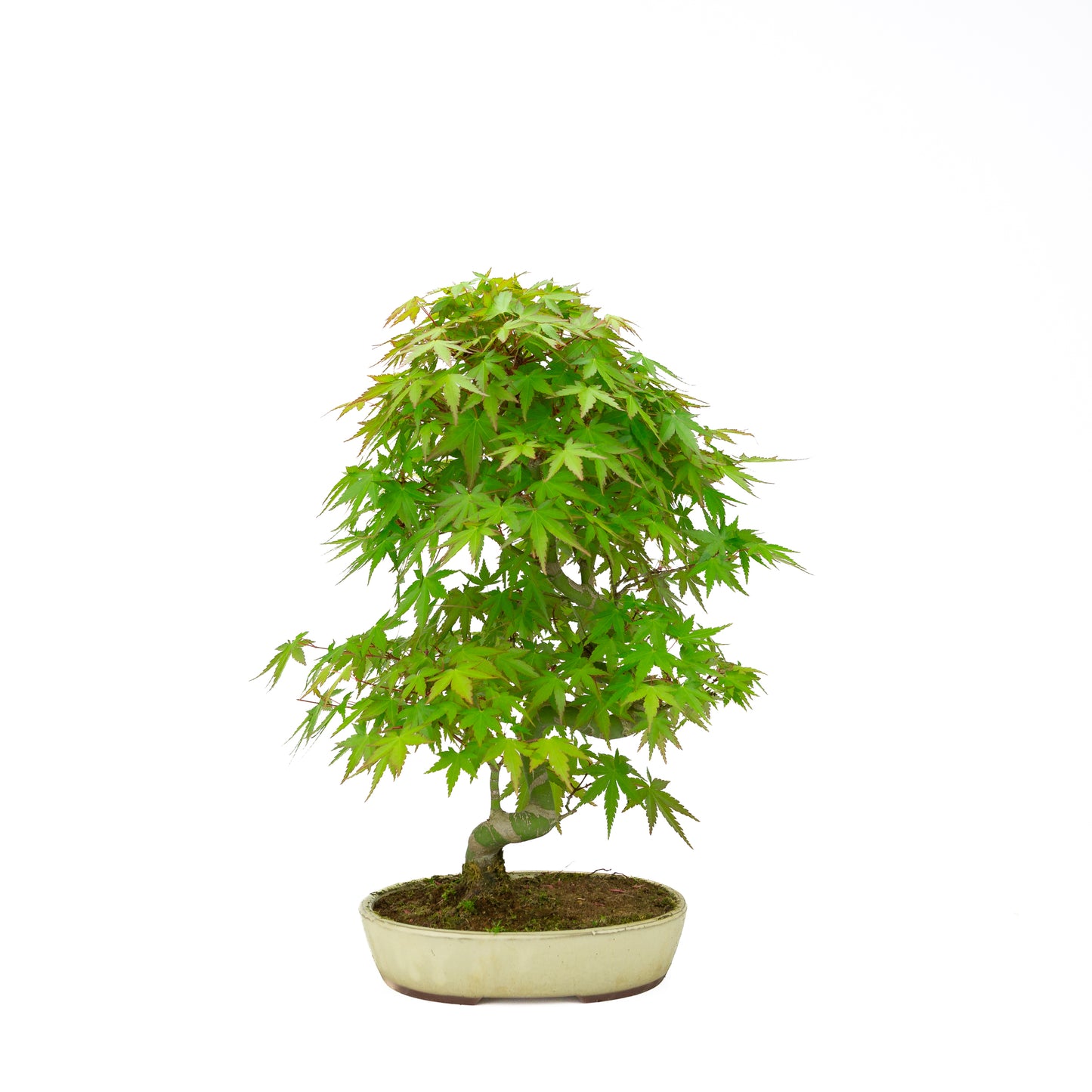 Acer palmatum cremefarbener ovaler Schale 20 cm, Höhe ~40 cm