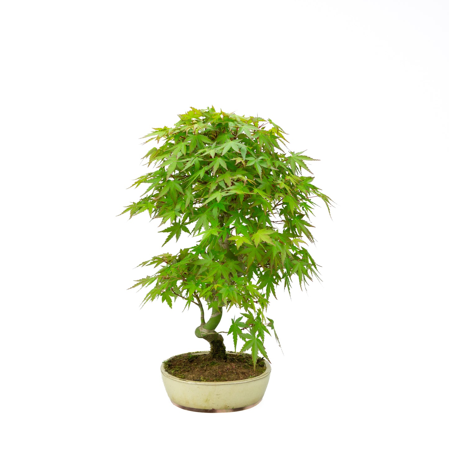 Acer palmatum cremefarbener ovaler Schale 20 cm, Höhe ~40 cm