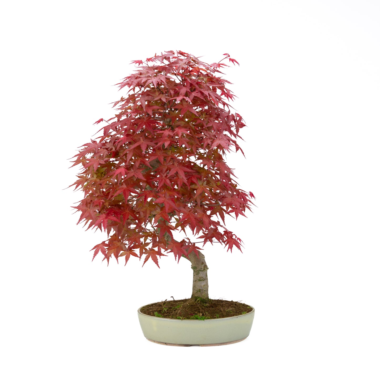 Acer palmatum cremefarbener ovaler Schale 20 cm, Höhe ~40 cm