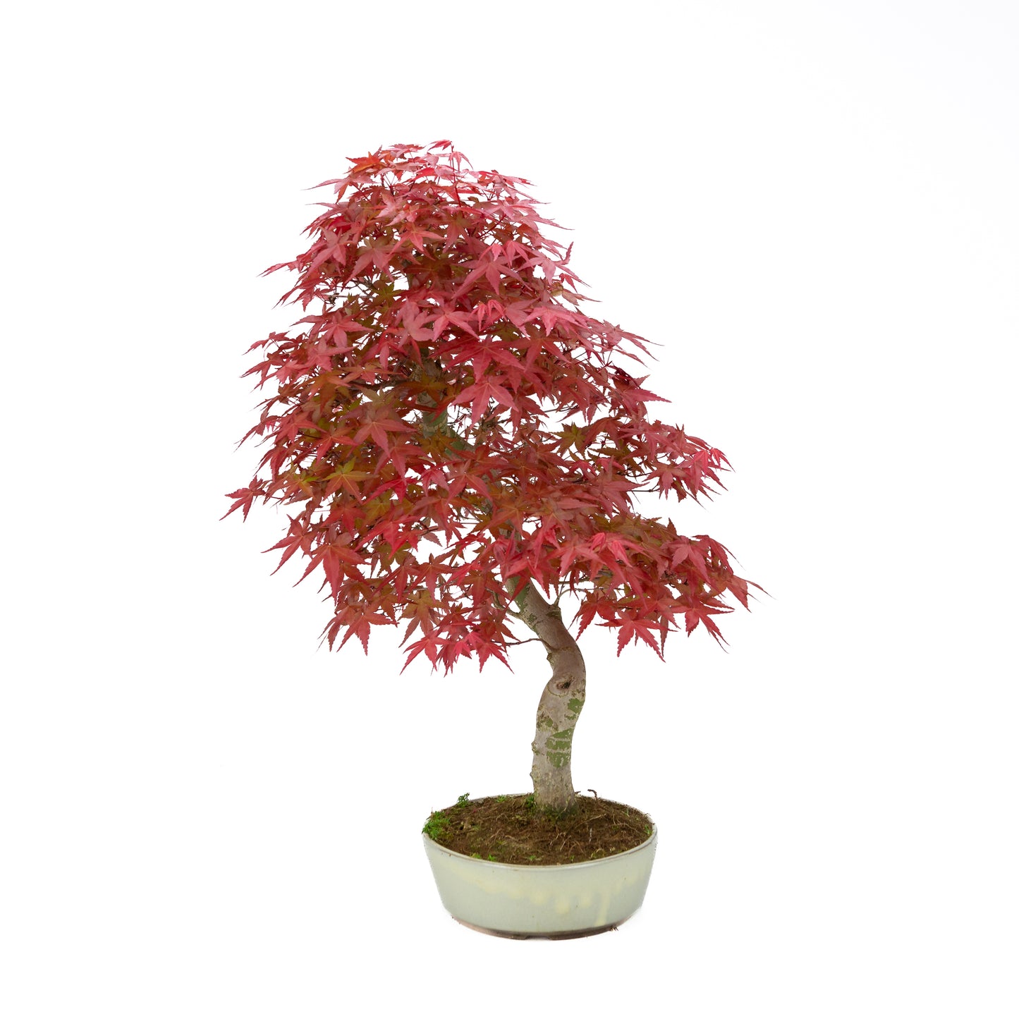 Acer palmatum cremefarbener ovaler Schale 20 cm, Höhe ~40 cm
