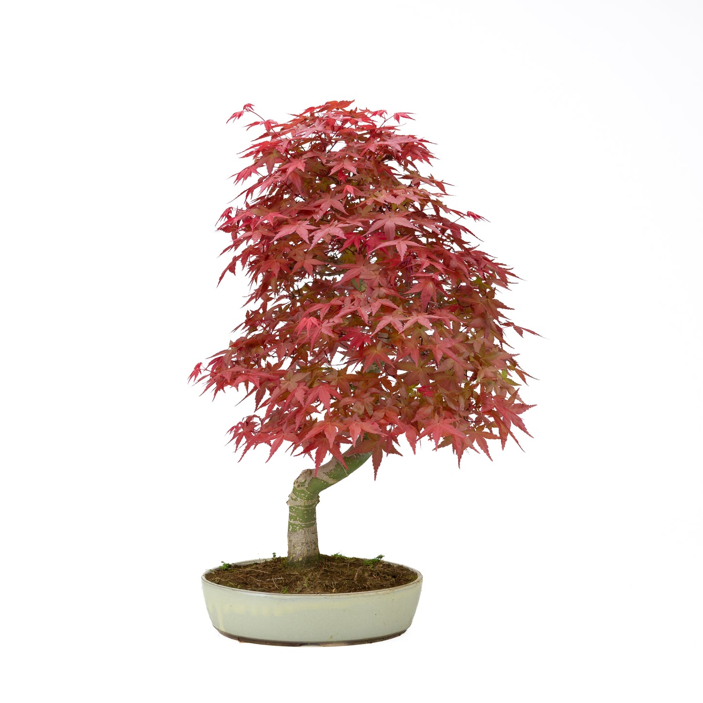 Acer palmatum cremefarbener ovaler Schale 20 cm, Höhe ~40 cm