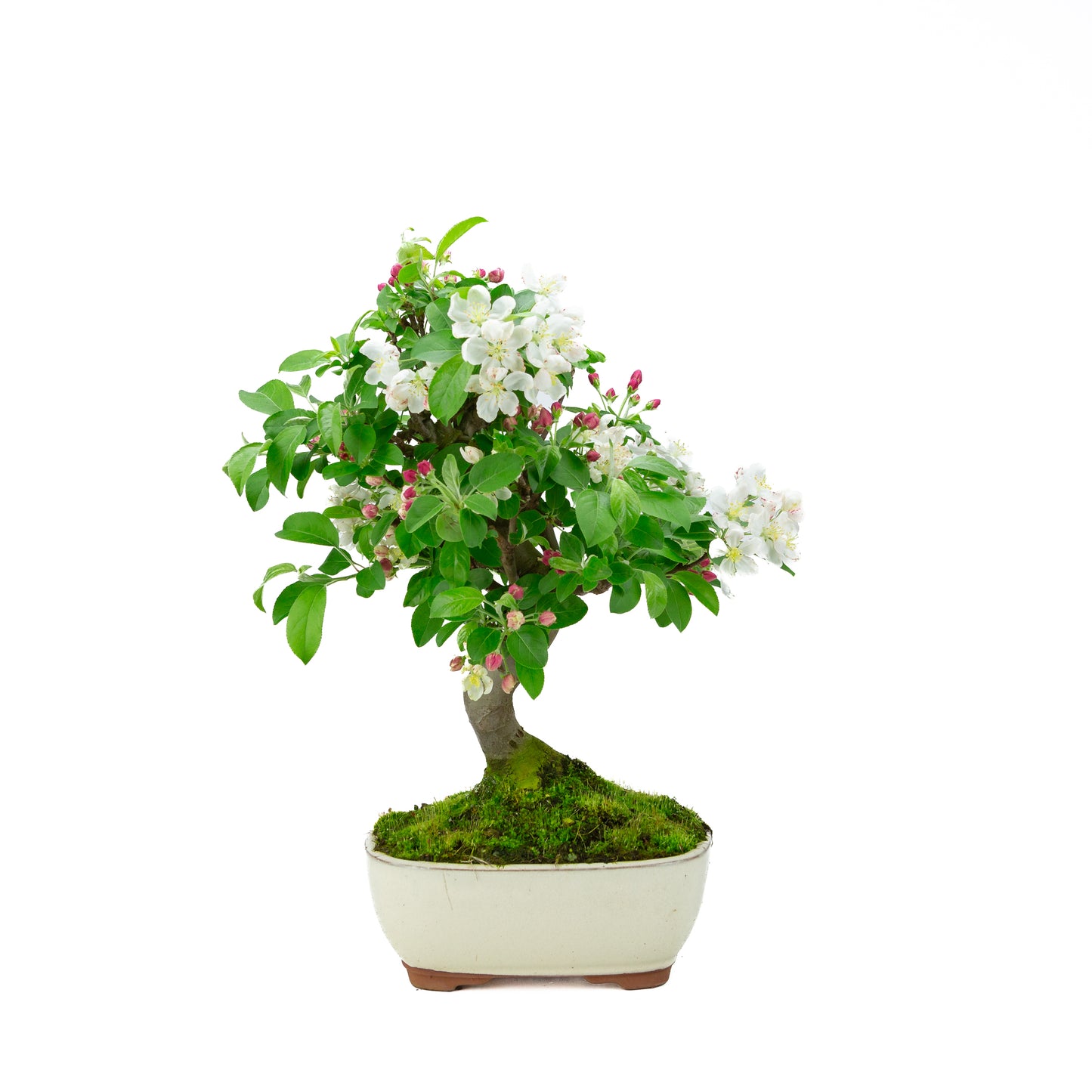Malus halliana cremefarbener rechteckiger Schale 16 cm, Höhe ~34 cm