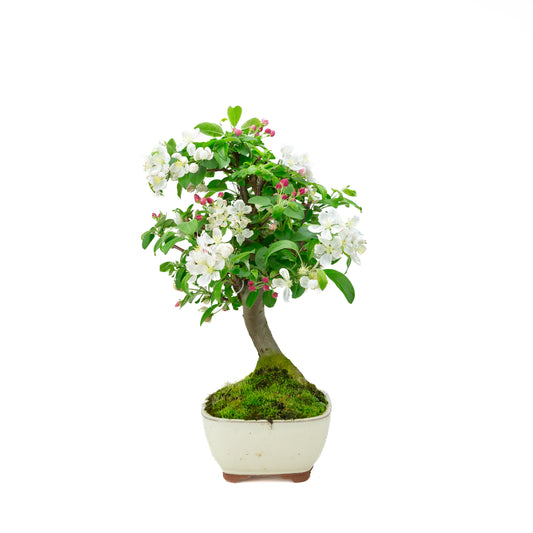 Malus halliana cremefarbener rechteckiger Schale 16 cm, Höhe ~34 cm