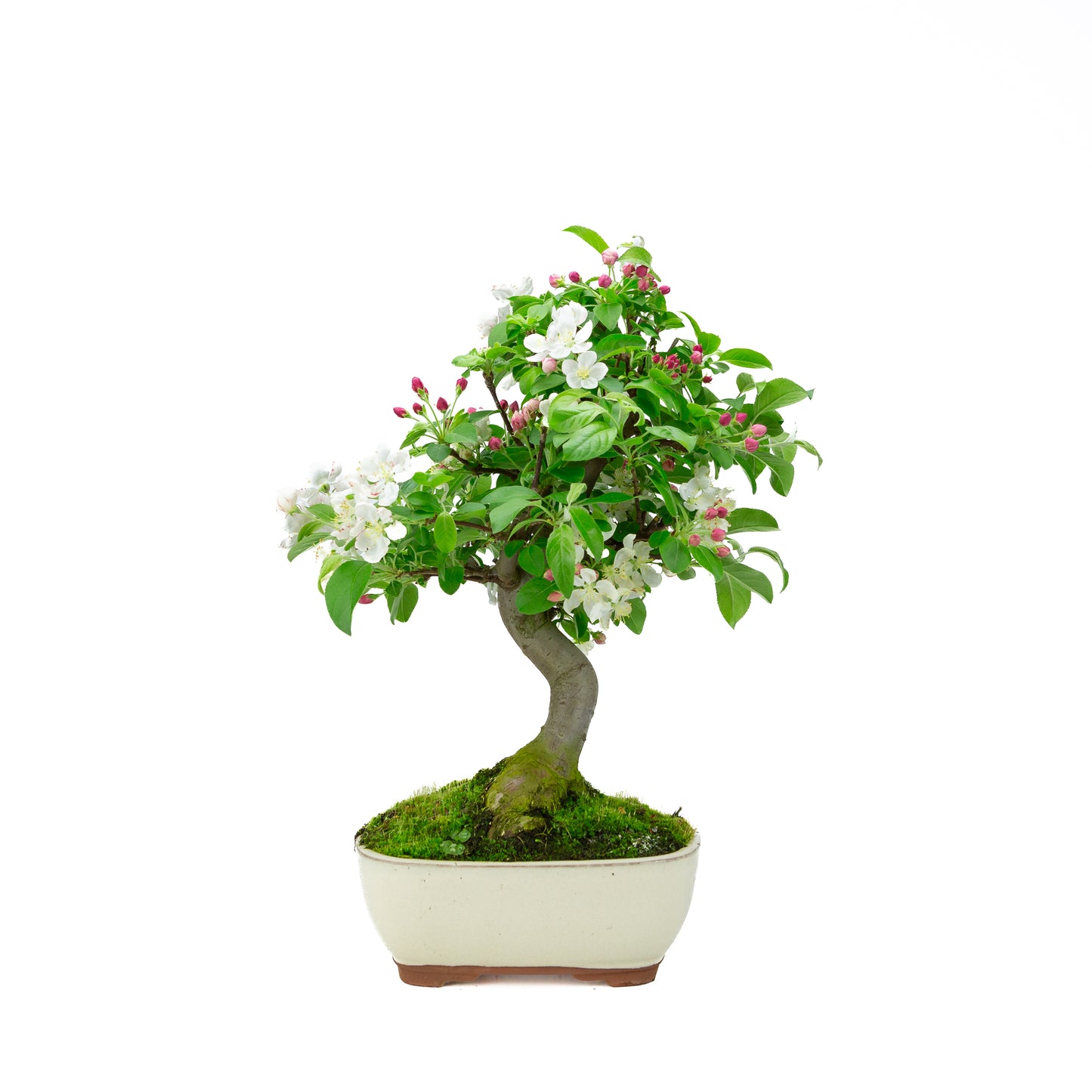 Malus halliana cremefarbener rechteckiger Schale 16 cm, Höhe ~34 cm