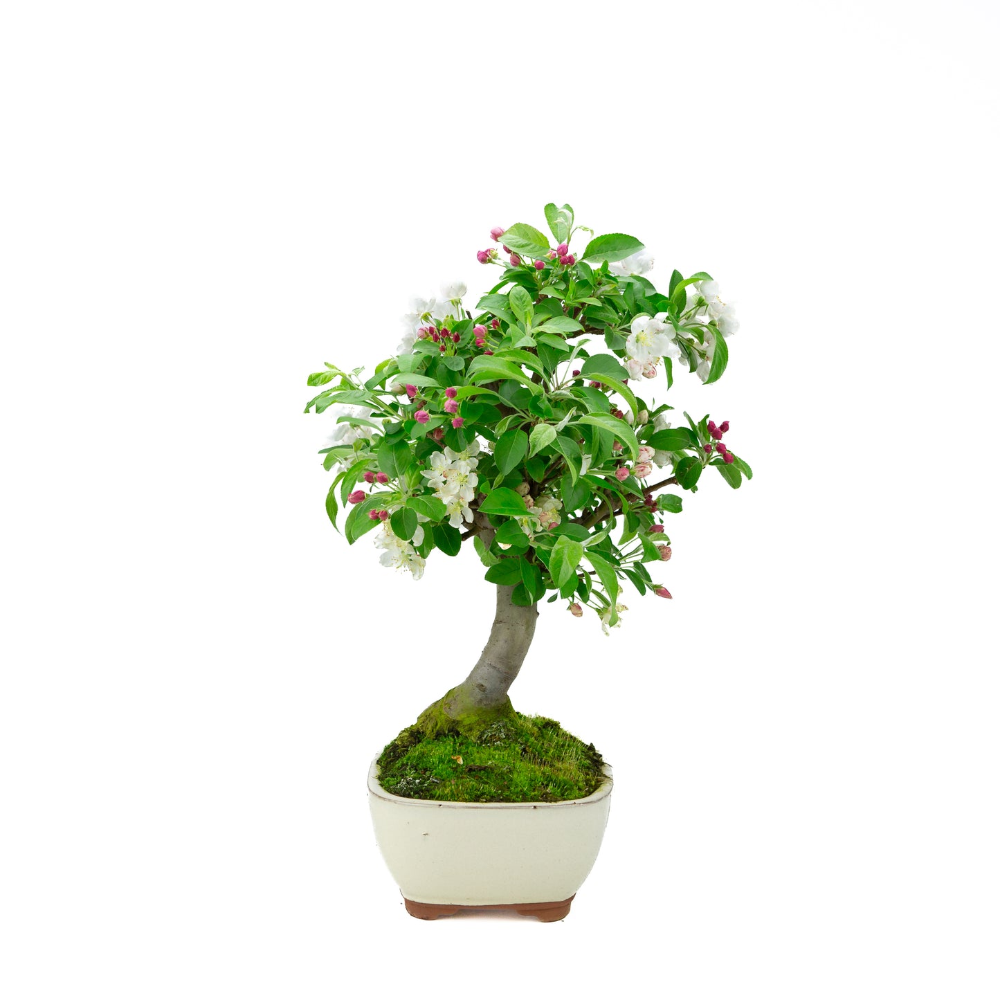 Malus halliana cremefarbener rechteckiger Schale 16 cm, Höhe ~34 cm