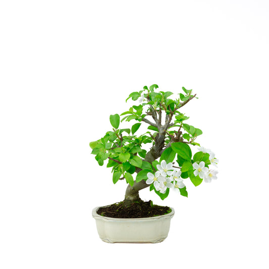 Malus halliana cremefarbener rechteckiger Schale 16 cm, Höhe ~34 cm