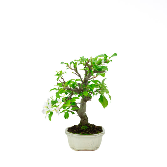 Malus halliana cremefarbener rechteckiger Schale 16 cm, Höhe ~34 cm