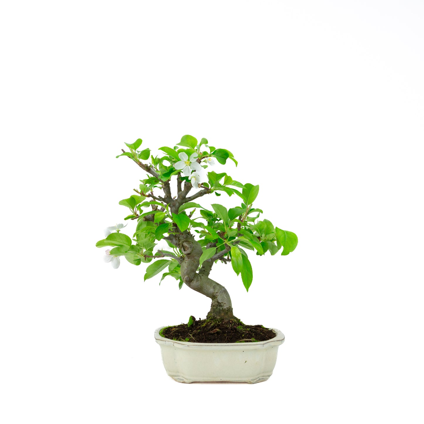 Malus halliana cremefarbener rechteckiger Schale 16 cm, Höhe ~34 cm