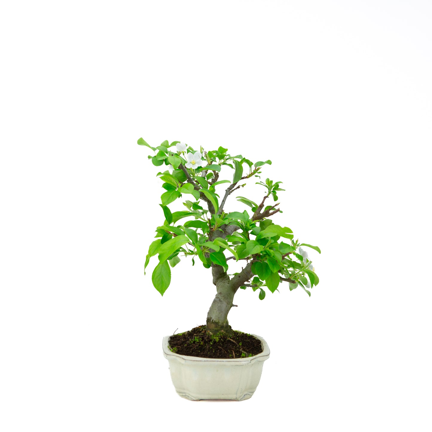 Malus halliana cremefarbener rechteckiger Schale 16 cm, Höhe ~34 cm