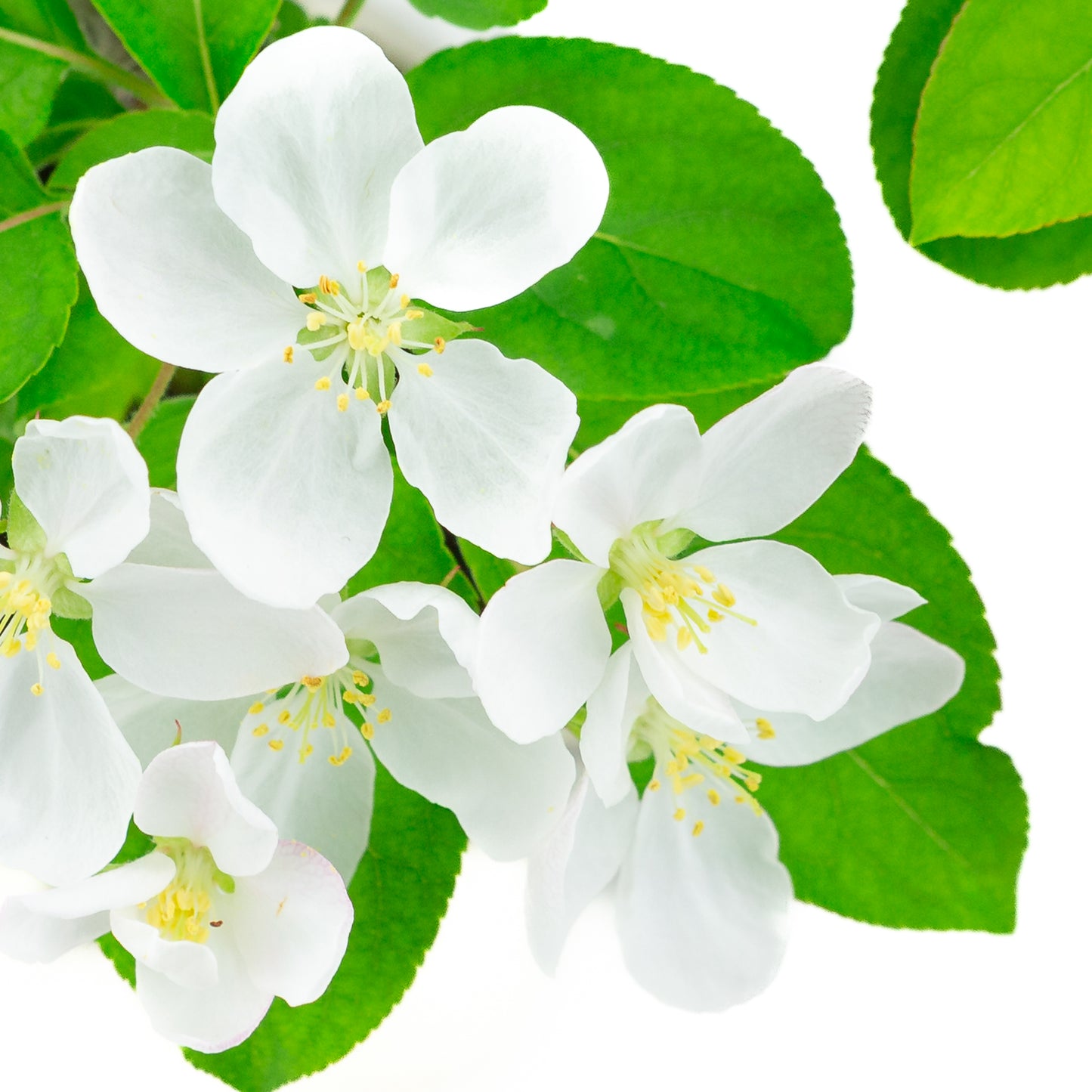 Malus halliana cremefarbener rechteckiger Schale 16 cm, Höhe ~34 cm